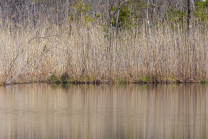 Schilf, Schilfrohr, Phragmites