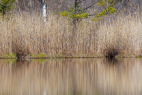 Schilf, Schilfrohr, Phragmites