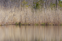 Schilf, Schilfrohr, Phragmites