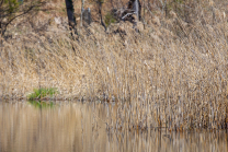 Schilf, Schilfrohr, Phragmites