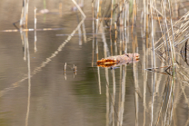 Schilf im See, Schilfrohr, Phragmites