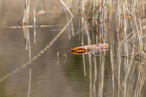 Schilf im See, Schilfrohr, Phragmites