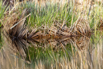 Schilf, Schilfrohr, Phragmites