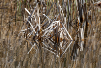 Schilf, Schilfrohr, Phragmites