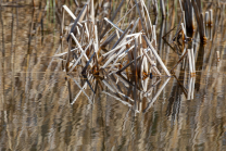 Schilf, Schilfrohr, Phragmites