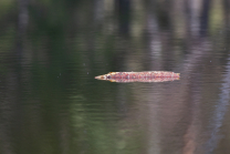 Holzast im Wasser