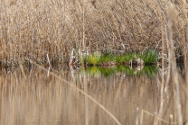 Schilf, Schilfrohr, Phragmites