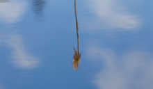 Schilf spiegelt sich im Wasser, Schilfrohr, Phragmites