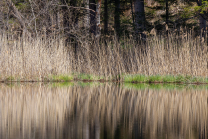 Schilf, Schilfrohr, Phragmites