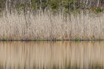 Schilf, Schilfrohr, Phragmites