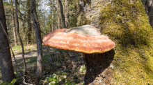 Birkenporling auf einem Birkenstamm