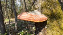 Birkenporling auf einem Birkenstamm