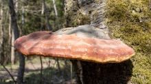 Birkenporling auf einem Birkenstamm