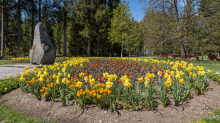 Tulpen / Innsbruck, Tirol, Österreich