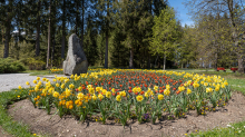 Tulpen / Innsbruck, Tirol, Österreich