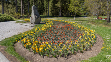 Tulpen / Innsbruck, Tirol, Österreich