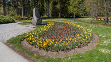 Tulpen / Innsbruck, Tirol, Österreich