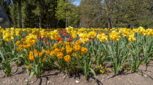 Tulpen / Innsbruck, Tirol, Österreich