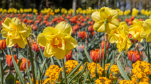 Tulpen / Innsbruck, Tirol, Österreich