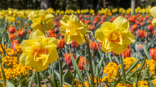 Tulpen / Innsbruck, Tirol, Österreich