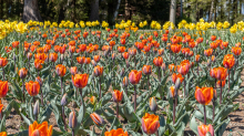 Tulpen / Innsbruck, Tirol, Österreich