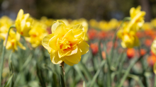 Tulpen / Innsbruck, Tirol, Österreich