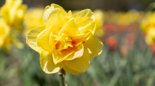 Tulpen / Innsbruck, Tirol, Österreich