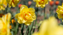 Tulpen / Innsbruck, Tirol, Österreich