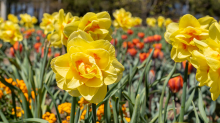 Tulpen / Innsbruck, Tirol, Österreich