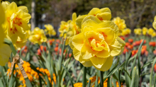 Tulpen / Innsbruck, Tirol, Österreich