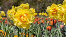 Tulpen / Innsbruck, Tirol, Österreich