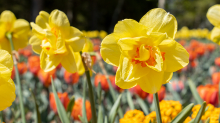 Tulpen / Innsbruck, Tirol, Österreich