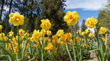 Tulpen / Innsbruck, Tirol, Österreich