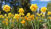 Tulpen / Innsbruck, Tirol, Österreich