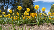 Tulpen / Innsbruck, Tirol, Österreich