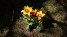 Tulpen / Innsbruck, Tirol, Österreich