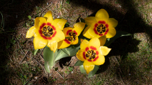 Tulpen / Innsbruck, Tirol, Österreich