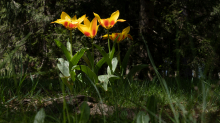 Tulpen / Innsbruck, Tirol, Österreich