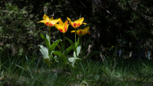 Tulpen / Innsbruck, Tirol, Österreich