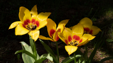 Tulpen / Innsbruck, Tirol, Österreich