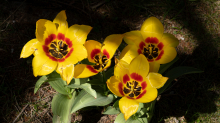 Tulpen / Innsbruck, Tirol, Österreich