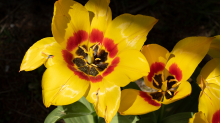 Tulpen / Innsbruck, Tirol, Österreich