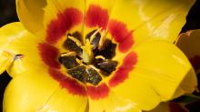 Tulpen / Innsbruck, Tirol, Österreich