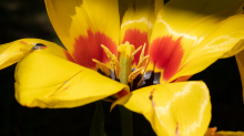 Tulpen / Innsbruck, Tirol, Österreich