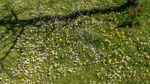 Gänseblümchen / Innsbruck, Tirol, Österreich