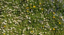 Gänseblümchen / Innsbruck, Tirol, Österreich