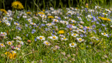 Gänseblümchen / Innsbruck, Tirol, Österreich