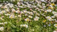 Gänseblümchen / Innsbruck, Tirol, Österreich