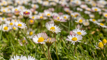 Gänseblümchen / Innsbruck, Tirol, Österreich