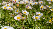 Gänseblümchen / Innsbruck, Tirol, Österreich